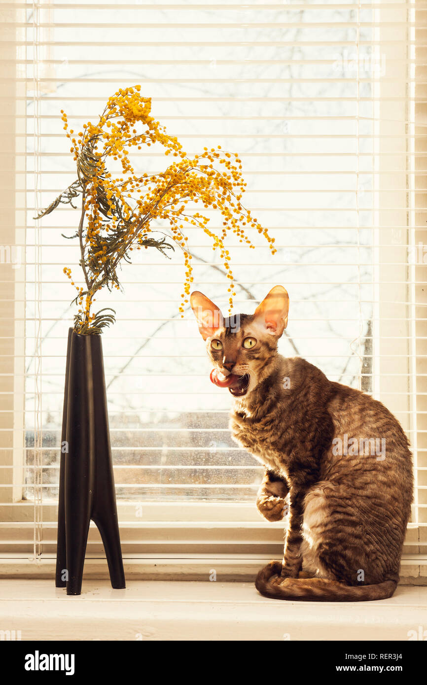 Cat lick oneself sitting against the window blinds Stock Photo