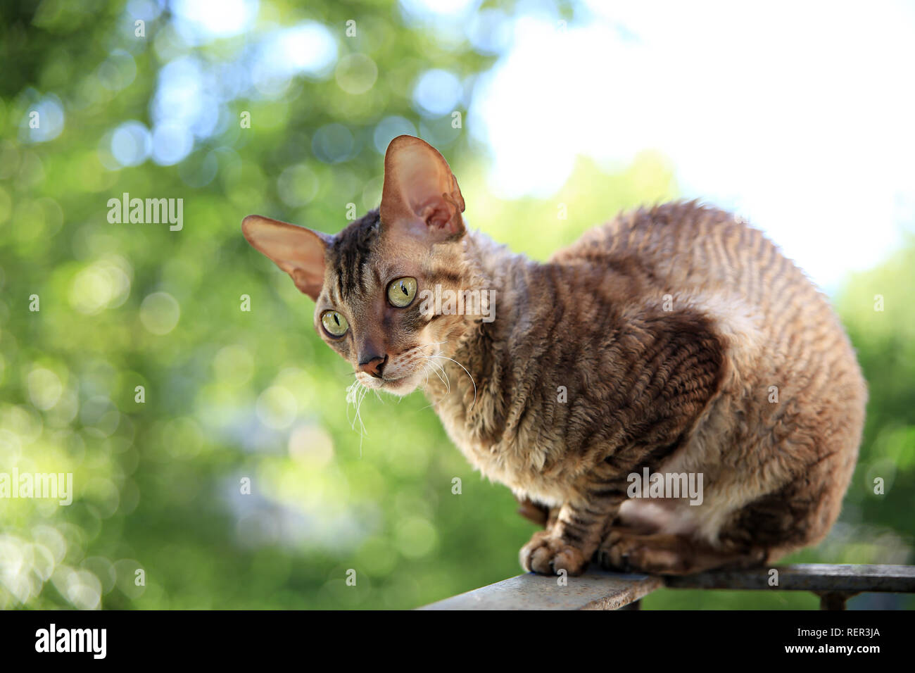 Cornish rex gray cat sitting on railing Stock Photo