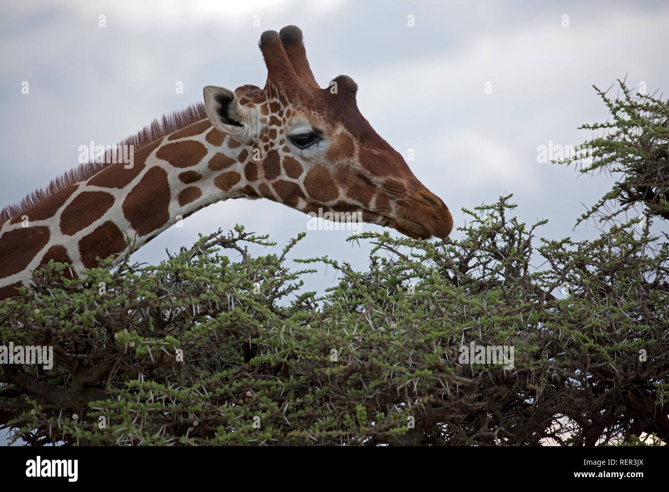 Reticulated or Somali giraffe Giraffa camelopardalis reticulata feeding, Lewa Wildlife Conservancy Kenya Stock Photo