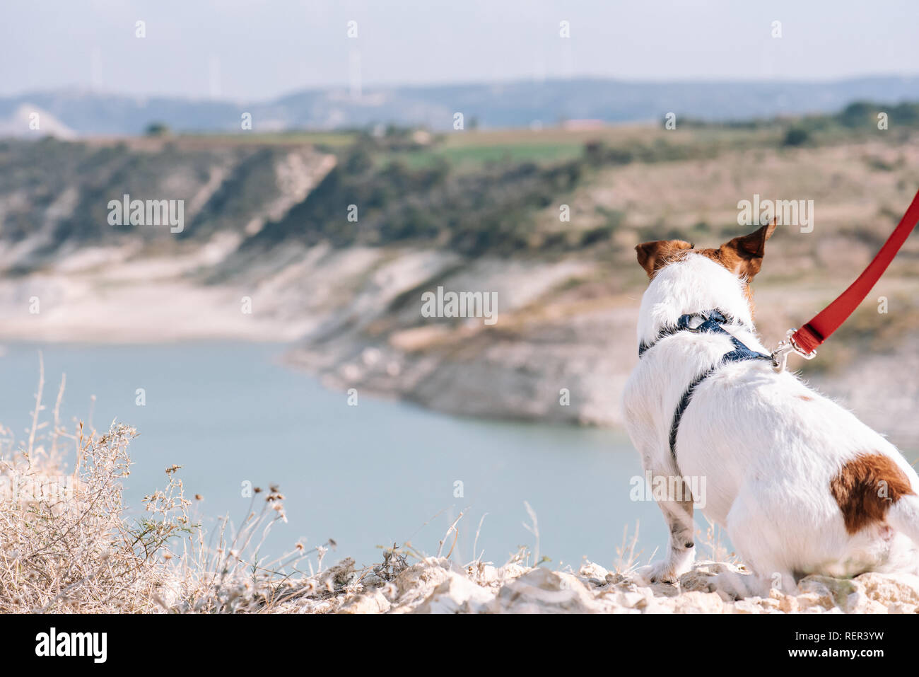 Outdoor pursuit concept with dog during morning walk sitting on edge precipice and looking on valley view Stock Photo