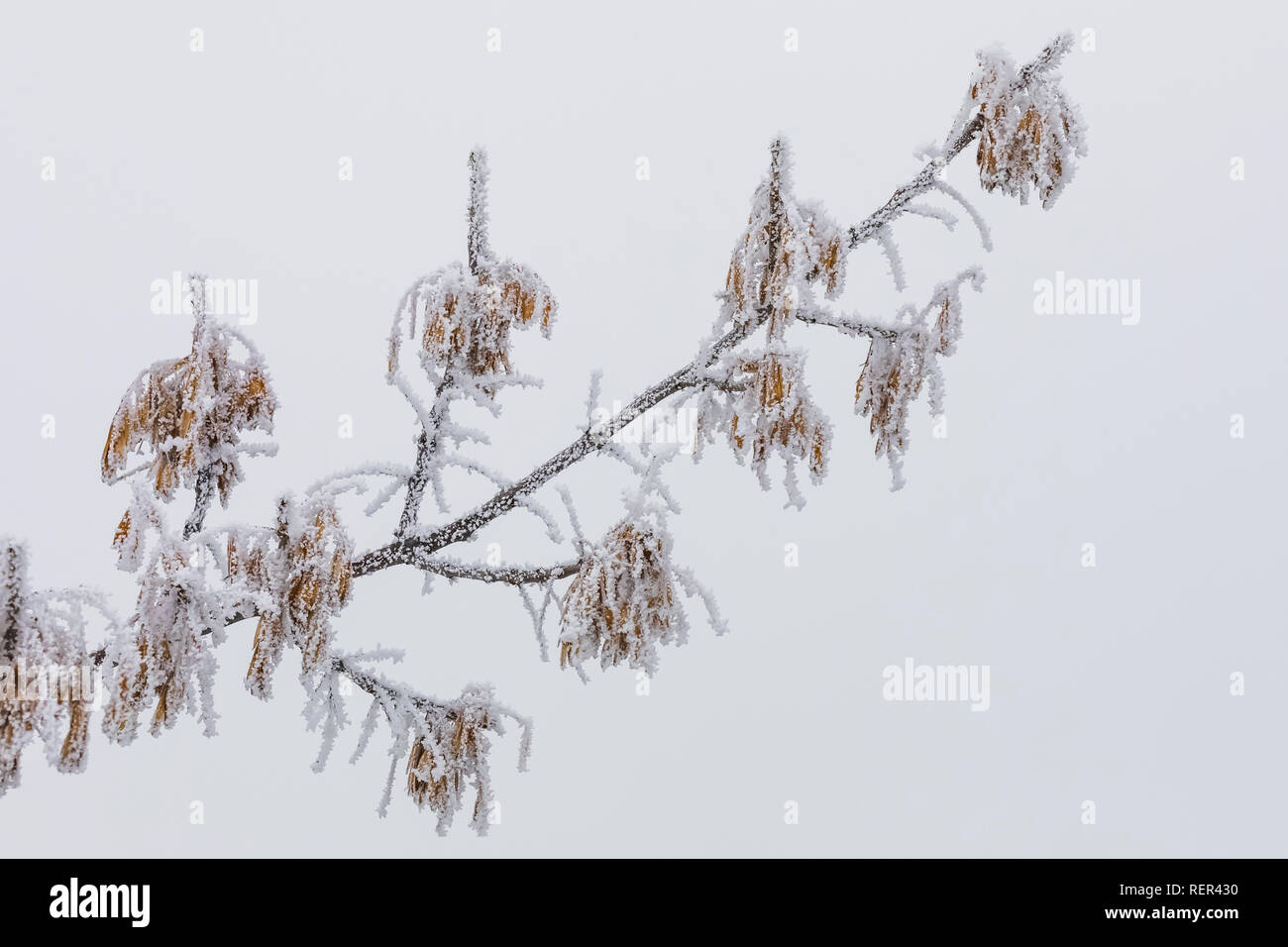 Soft rime ice on Green Ash, Fraxinus pennsylvanica, formed from supercooled water droplets in an ice fog on Buck Hill in the South Unit of Theodore Ro Stock Photo