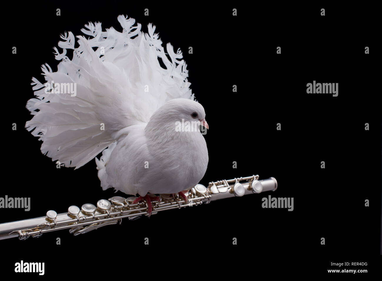 White pigeon on flute isolated in black background. Music illustration  Stock Photo - Alamy