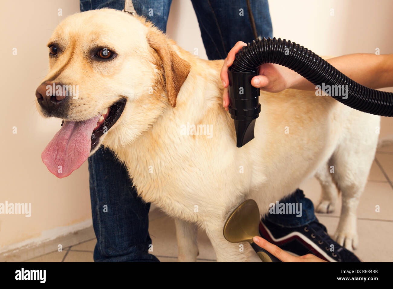 Labrador Retriever dried with a hair dryer in a beauty salon Stock Photo Alamy