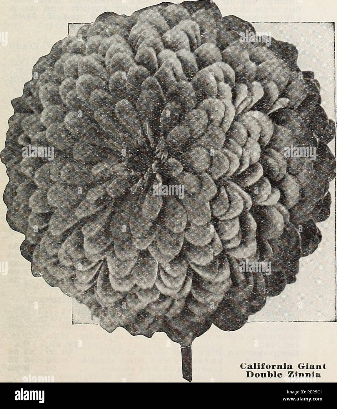 . Dreer's wholesale price list for florists : flower seeds plants and bulbs vegetable and lawn grass seeds sundries. Bulbs (Plants) Catalogs; Flowers Seeds Catalogs; Nurseries (Horticulture) Catalogs; Gardening Equipment and supplies Catalogs. Giant Dahlia-Flowered Zinnia. California Giant Double Zinnias Of strong, robust growth, 3 feet high, with Oz. SI 00 colossal flowers frequently measuring from 5 to 6 inches in diameter. Tr. pkt Grenadier. Rich crimson scarlet $0 25 Miss Willmott. Charming tone of soft but bright rose pink.. 25 Lemon Queen. Clear primrose.. 25 Orange King. Rich golden ora Stock Photo