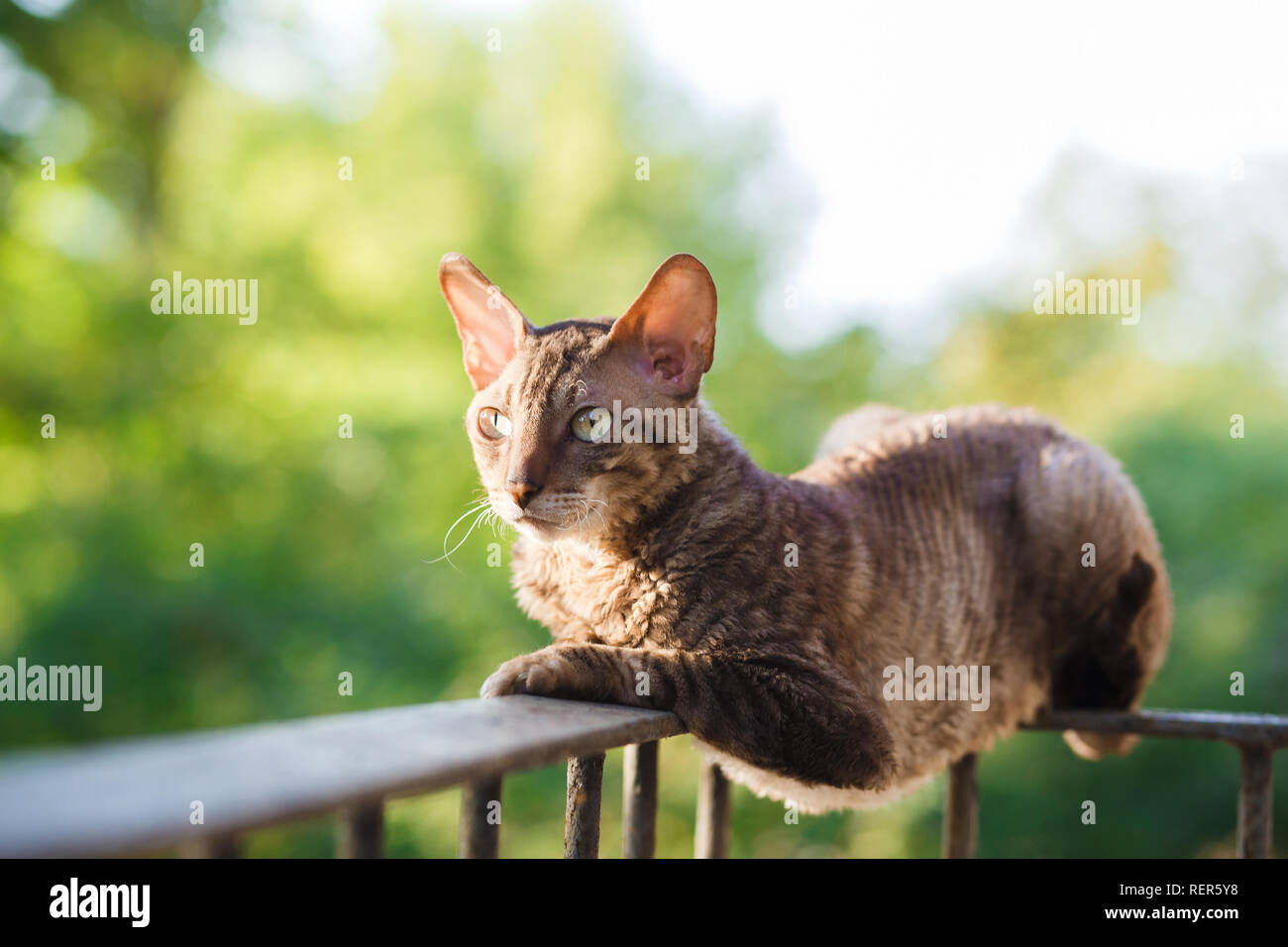 Cornish rex gray cat laying on railing Stock Photo