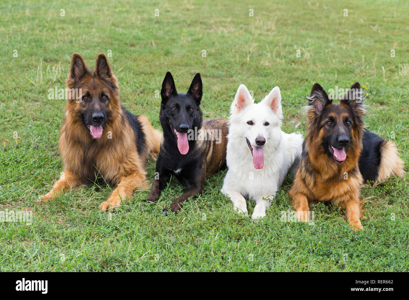 White Swiss And German Shepherds Sitting On The Grass Stock Photo Alamy