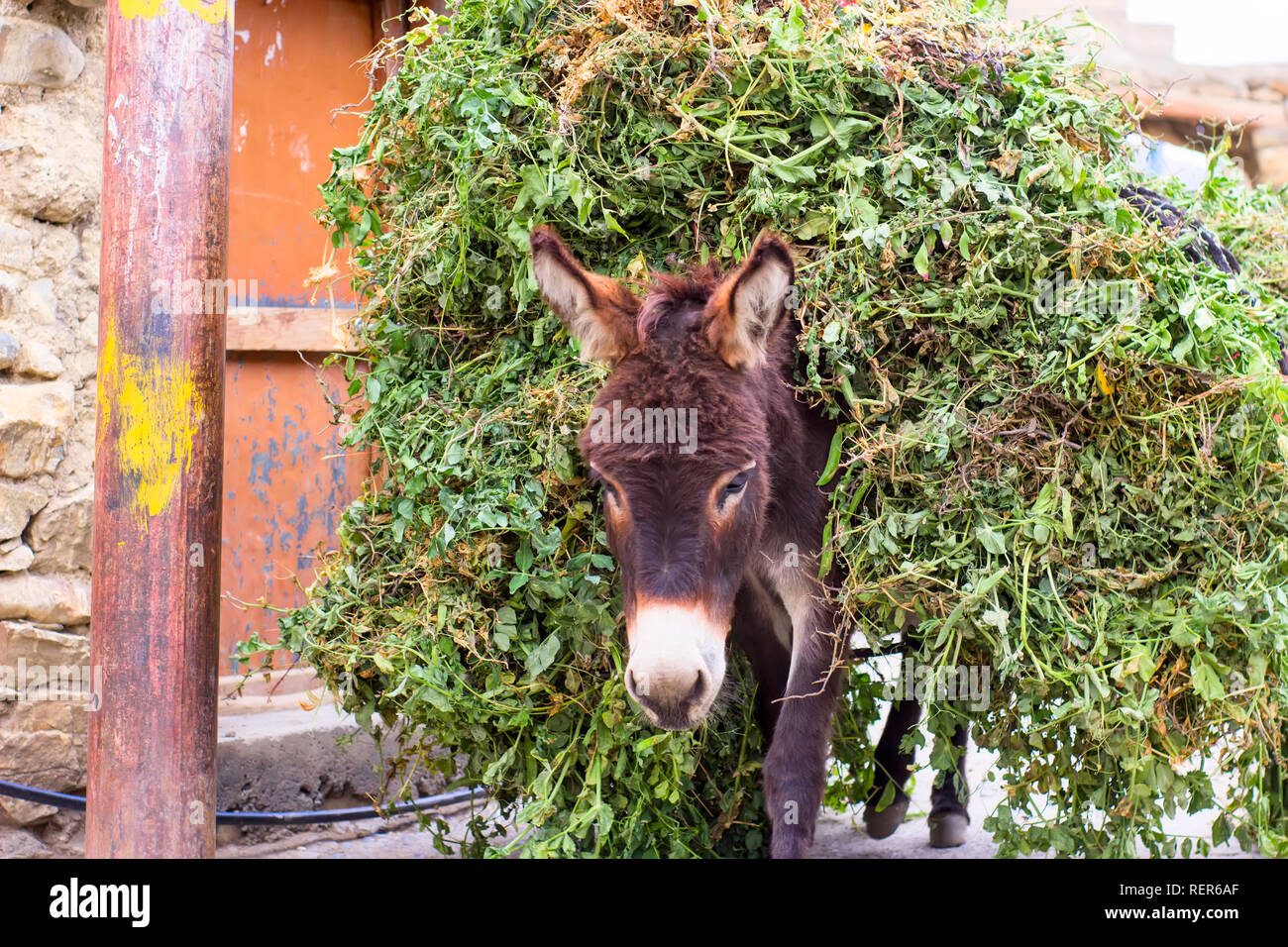 The donkey carrying green peas on himself. In India, donkeys are