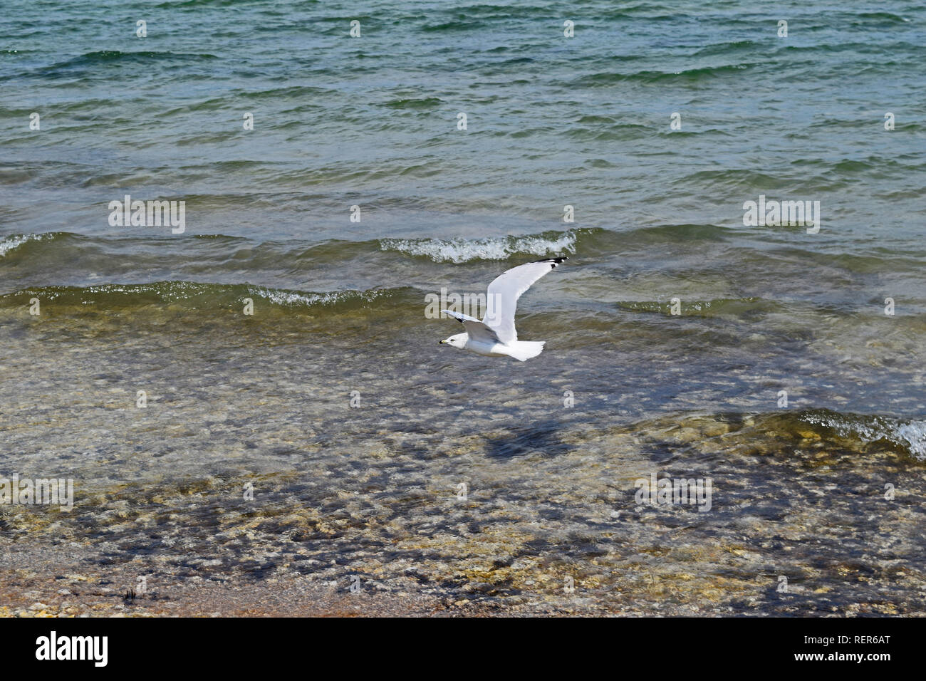 Seagull at Lake Huron Stock Photo