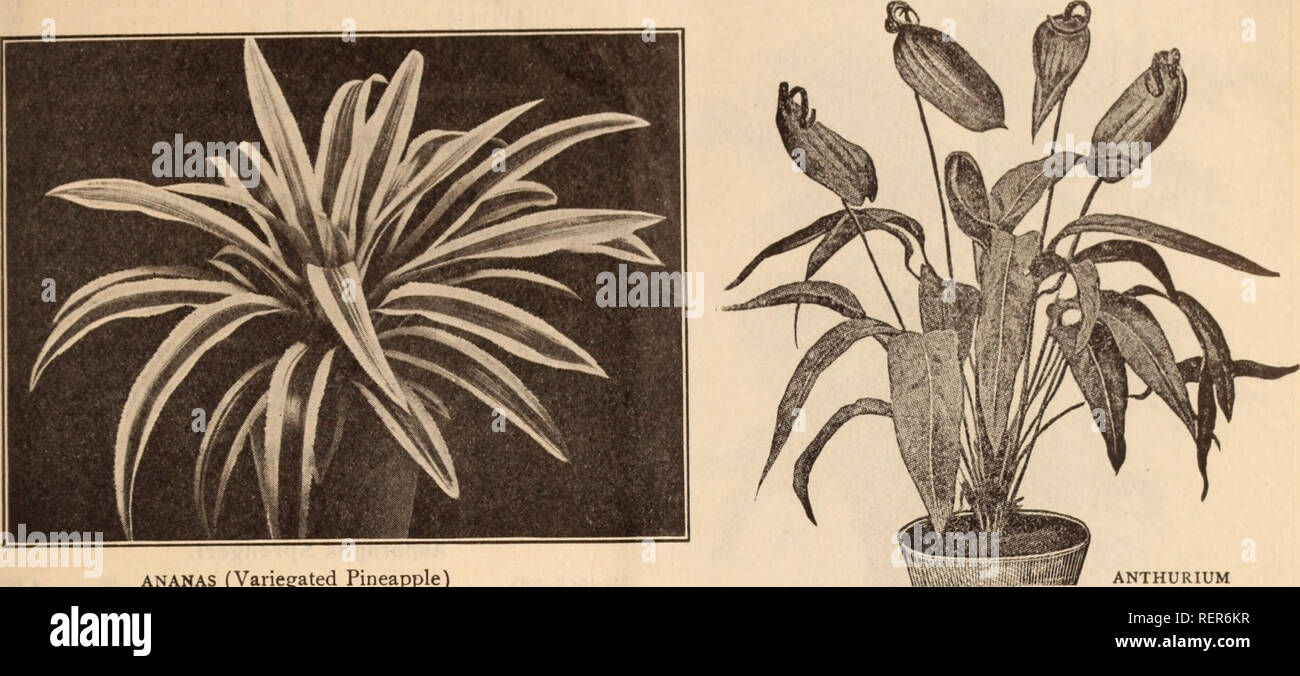 Dreer S Wholesale Price List Henry A Dreer Nursery Catalogue Greenhouse And Decorative Plants As Usual At This Season Of The Year Our Stock Of Palms And Other Decorative Plants Is