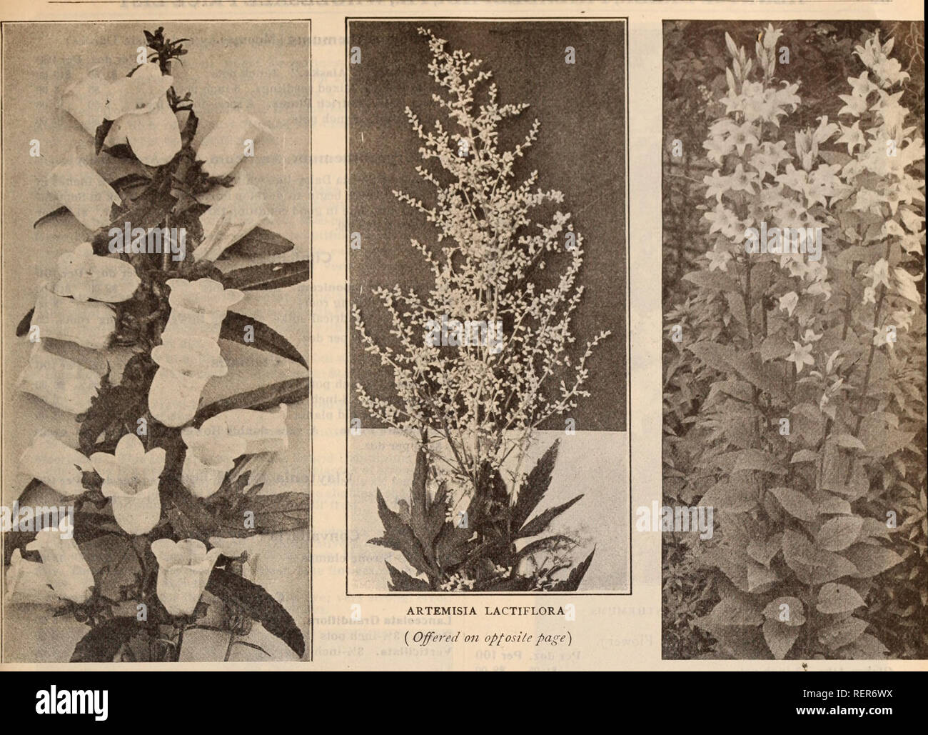 . Dreer's wholesale price list / Henry A. Dreer.. Nursery Catalogue. HENRY A. PREER, PHILADELPHIA, PA., WHOLESALE PRICE LIST 51. CAMPANULA MEDIUM (Canterbury Bells) CAMPANULA PYRAMIDALS Astilbe. Davidil. Feathery plumes of deep rose violet flowers during July and August. $L50 per doz.; $10.00 per 100. Qrandis. Panicles of white flowers. 20 cts. each; $2.00 per doz.; $15.00 per 100. Astrantia (Master-Wort). Per doz. Per 100 Major. 3-inch pots $2 00 $15 00 Campanula (Bell-flower). Baptisia (False Indigo). Australls. Strong plants 1 00 Tinctoria. 00 Bellis (English Daisies). Double White and Pink Stock Photo