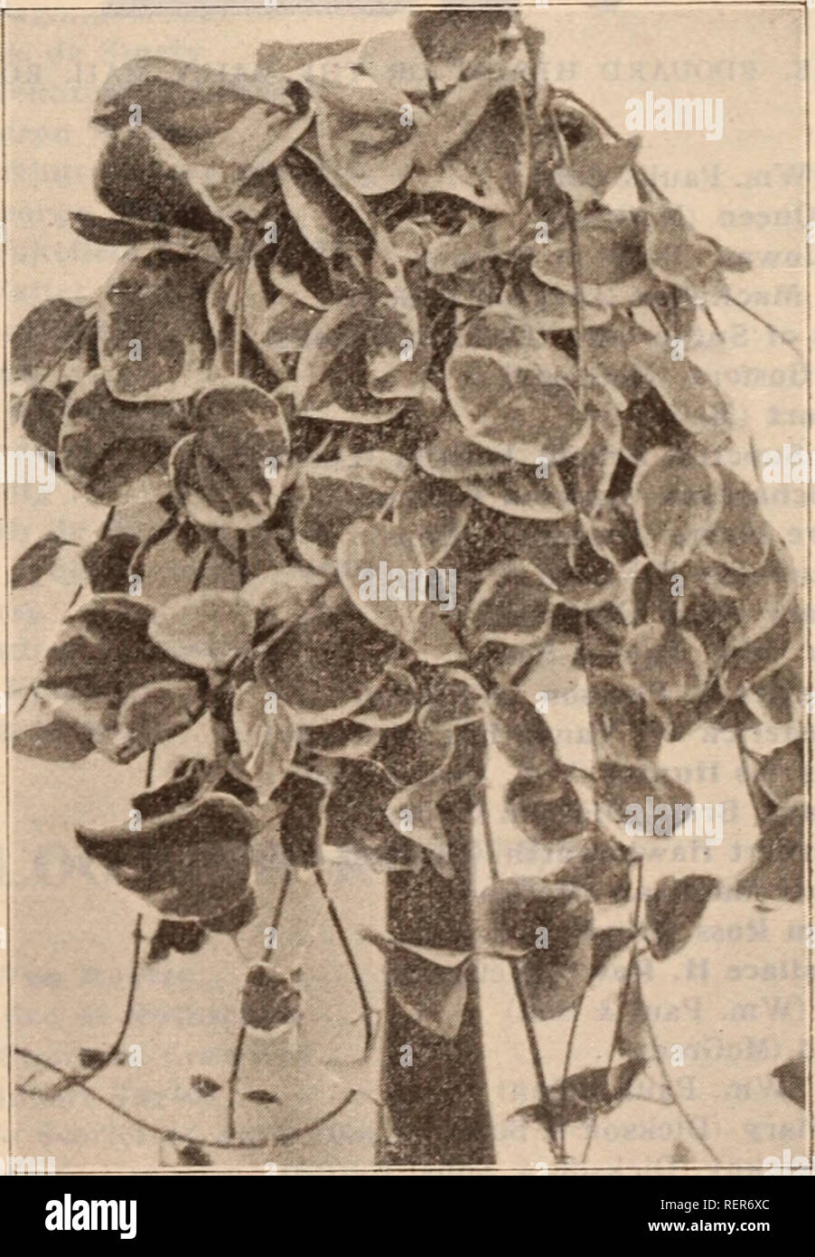 . Dreer's wholesale price list / Henry A. Dreer.. Nursery Catalogue. 1. STIGMAPHYLLON CILIATUM VINCA MAJOR VARIEGATA. Please note that these images are extracted from scanned page images that may have been digitally enhanced for readability - coloration and appearance of these illustrations may not perfectly resemble the original work.. Dreer, Henry A. (Firm); Dreer, Henry A. (Firm). The Company Stock Photo