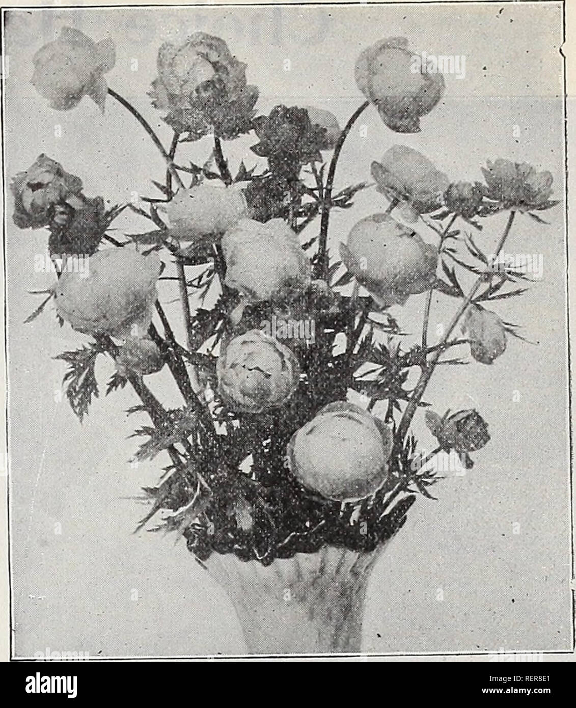 . Dreer's wholesale price list spring edition April 1910 June : seeds plants and bulbs for florists fertilizers, insecticides, tools, sundries, etc. Bulbs (Plants) Catalogs; Flowers Seeds Catalogs; Vegetables Seeds Catalogs; Nurseries (Horticulture) Catalogs. HENRY A. DREER, PHILADELPHIA, PA., WHOLESALE PRICE LIST 53 TrolliUS. (Globe Flower.) Per dor. Per 100 Europasus. 3-inch pots $1 25 $8 00 Japonlcus Excelsior. 3-inch pots . 1 50 10 00 Orange Globe. 3-inch pots 1 50 10 00 Asiaticus Flore Crocea. 3-inch potsi 1 50 10 00 Fire Globe. 3-inch pots 15° 10 00 Choice New Trellius. (New Globe Flower Stock Photo