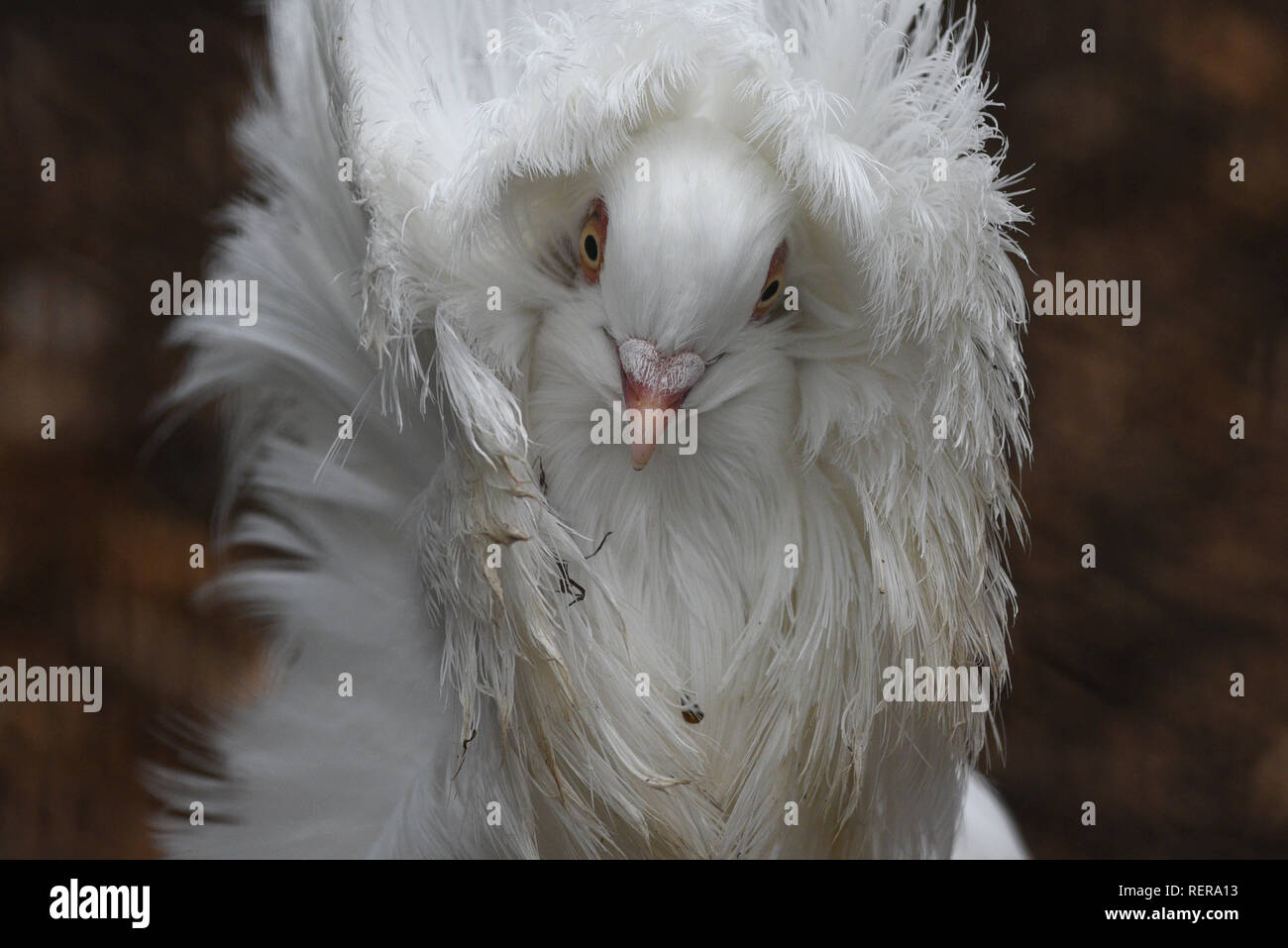 Madrid, Madrid, Spain. 22nd Jan, 2019. A jacobin pigeon is seen with its feathered hood agitated by wind at Madrid zoo, where the gusts of wind reached 30 kilometers an hour during the afternoon hours. According to the AEMET state meteorology service, has issued yellow and orange alerts for wind, rain, snow and strong waves in several provinces during the next days. Credit: John Milner/SOPA Images/ZUMA Wire/Alamy Live News Stock Photo
