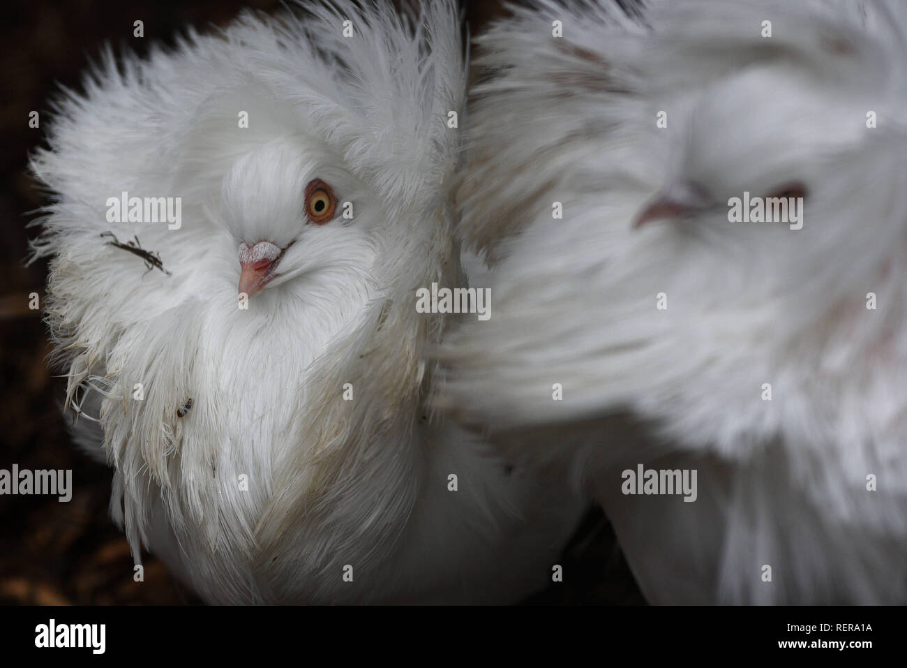 Madrid, Madrid, Spain. 22nd Jan, 2019. Jacobin pigeons seen with their feathered hood agitated by wind at Madrid zoo, where the gusts of wind reached 30 kilometers an hour during the afternoon hours. According to the AEMET state meteorology service, has issued yellow and orange alerts for wind, rain, snow and strong waves in several provinces during the next days. Credit: John Milner/SOPA Images/ZUMA Wire/Alamy Live News Stock Photo