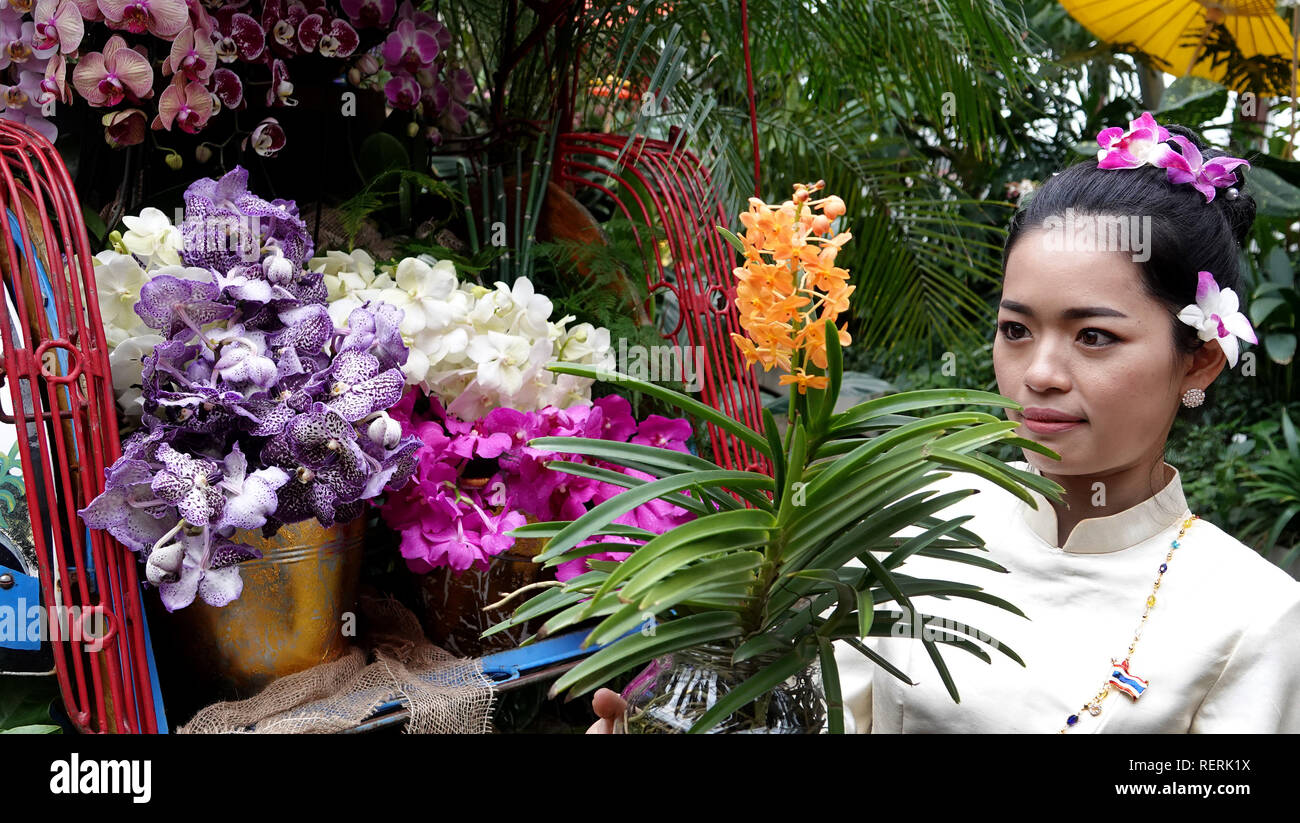 Hannover, Germany. 23rd Jan, 2019. The Thai artist Thidarat presents an Ascocentrum miniatum orchid (front) and Vanda orchids in the special exhibition 'Colour frenzy of the tropics' in the tropical show house in the Berggarten Herrenhausen. Around 1000 orchids, including 600 Vanda orchids, will be shown from 24 January to 24 February 2019. Credit: Sonja Wurtscheid/dpa/Alamy Live News Stock Photo