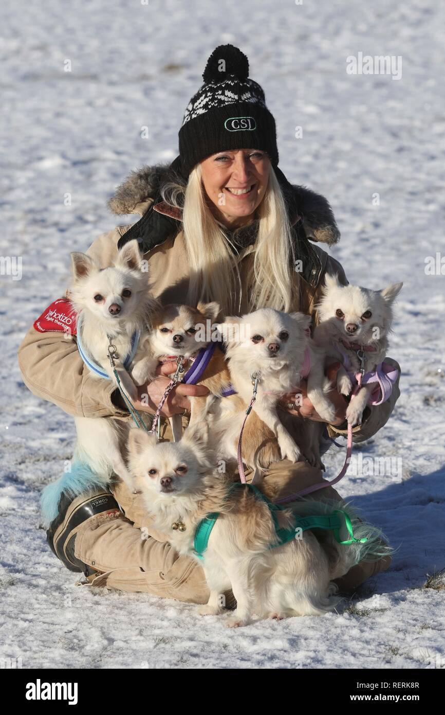 Chihuahua sled sale dogs