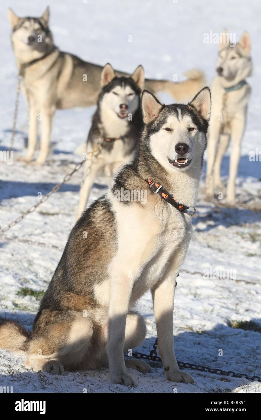 Aviemore, Cairngorms, Scotland, UK. 23 January 2019: The first competitors for the annual Aviemore sled dog rally have arrived, three days ahead of this weekend's event. Karen Jones of Team Cold Feet has travelled from Lincoln with her pack of more than 30 huskies. She will be supported by team mascots The Diddlies, a multicoloured pack of chihuahuas, each with a different coloured tail. Credit: Andrew Smith/Alamy Live News Stock Photo