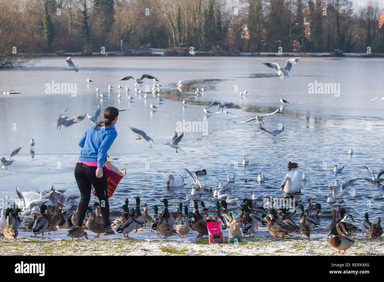 Kidderminster, UK. 23rd January, 2019. UK weather: light snow remains on the ground and temperatures are only just above freezing. This kind-hearted young lady regularly feeds the ducks and swans at least four days a week, at a substantial cost to herself, knowing that when freezing conditions strike, our wildlife needs as much help as possible to save them from perishing during the winter months. Credit Lee Hudson/Alamy Live News. Stock Photo