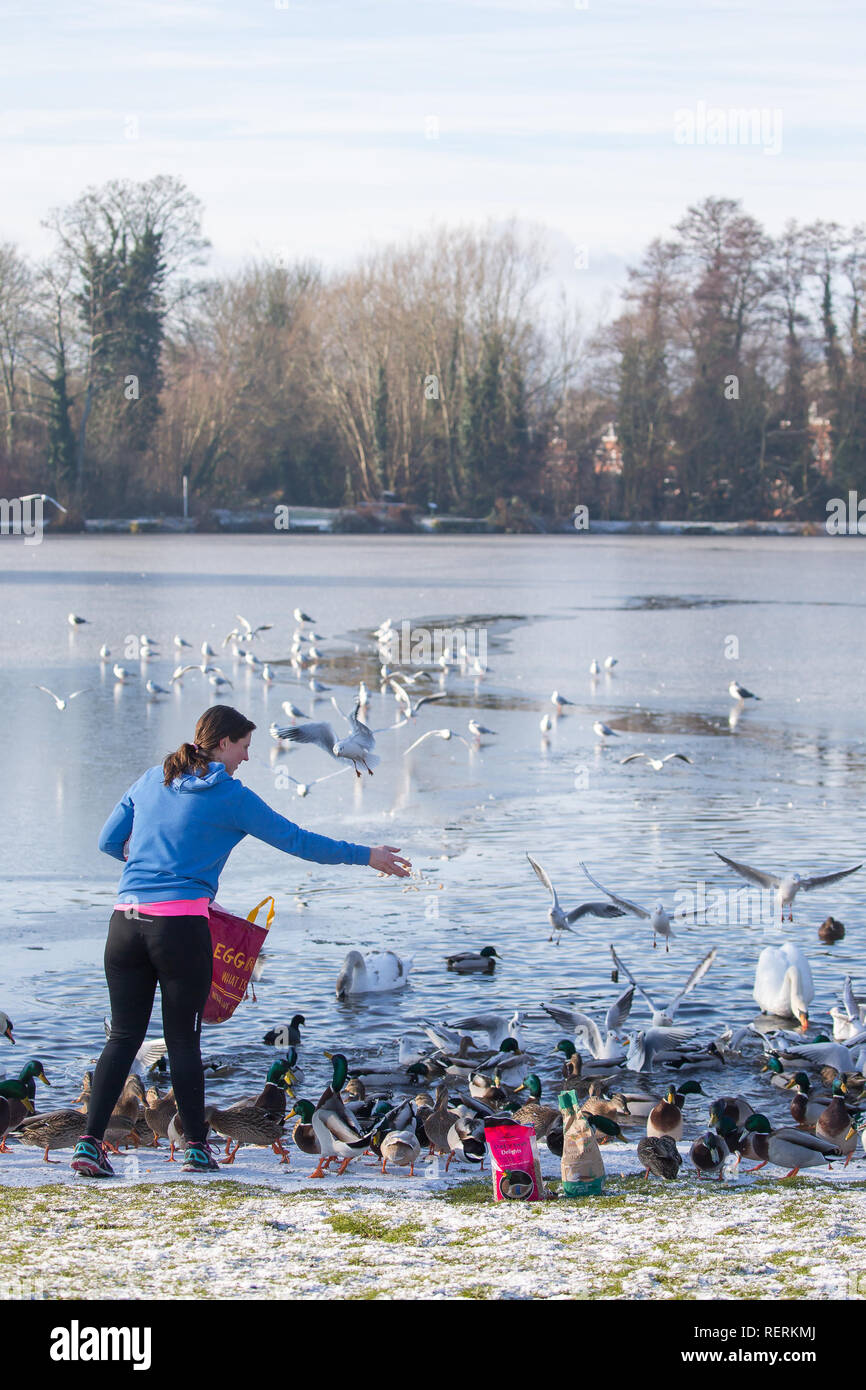 Kidderminster, UK. 23rd January, 2019. UK weather: light snow remains on the ground and temperatures are only just above freezing. This kind-hearted young lady regularly feeds the ducks and swans at least four days a week, at a substantial cost to herself, knowing that when freezing conditions strike, our wildlife needs as much help as possible to save them from perishing during the winter months. Credit Lee Hudson/Alamy Live News. Stock Photo