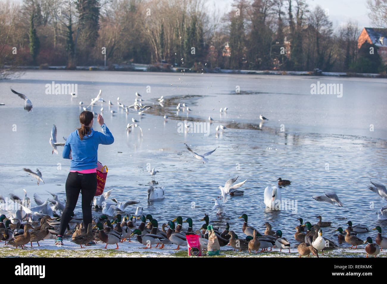 Kidderminster, UK. 23rd January, 2019. UK weather: light snow remains on the ground and temperatures are only just above freezing. This kind-hearted young lady regularly feeds the ducks and swans at least four days a week, at a substantial cost to herself, knowing that when freezing conditions strike, our wildlife needs as much help as possible to save them from perishing during the winter months. Credit Lee Hudson/Alamy Live News. Stock Photo