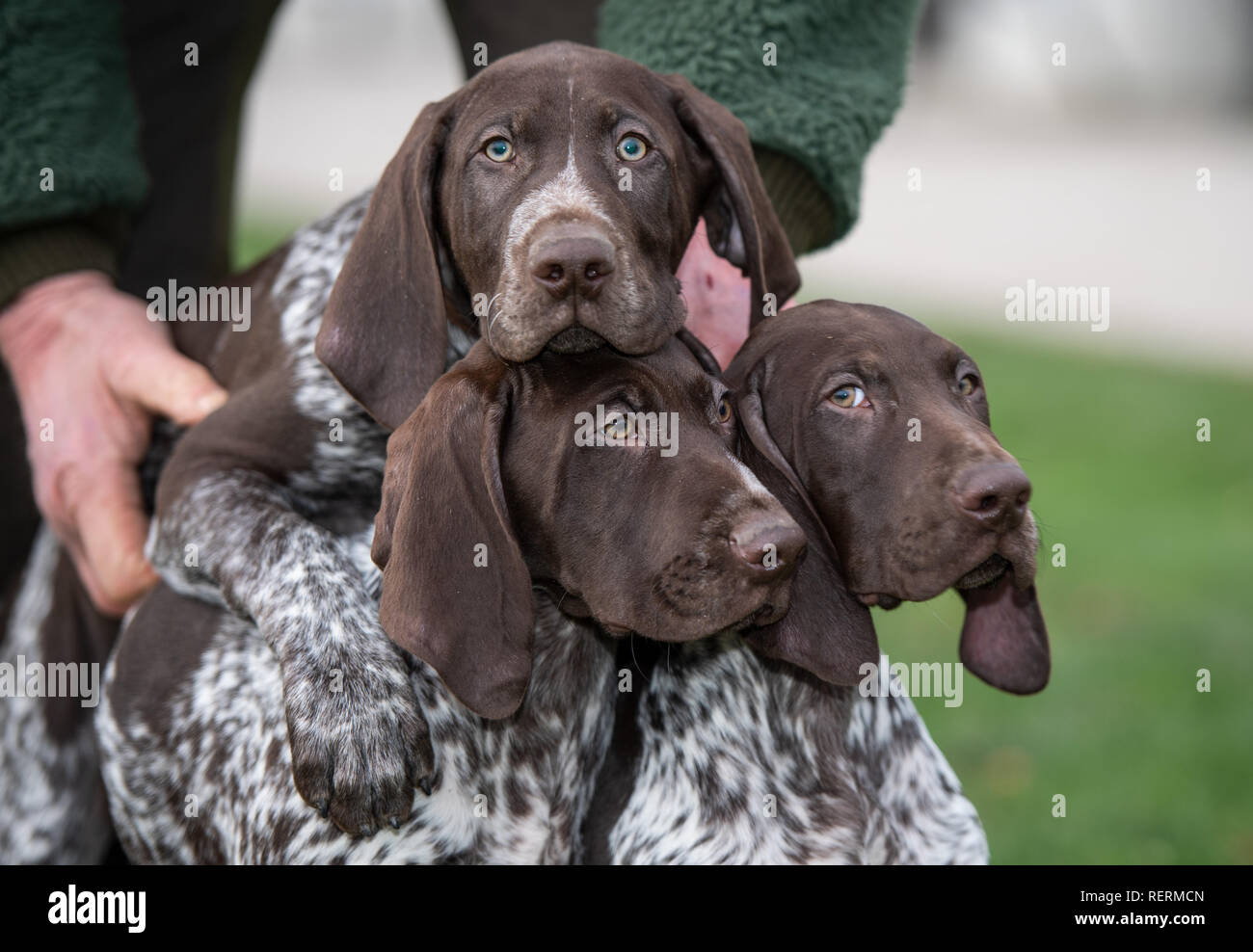 Dortmund Germany 23rd Jan 2019 Three German Shorthair Puppies