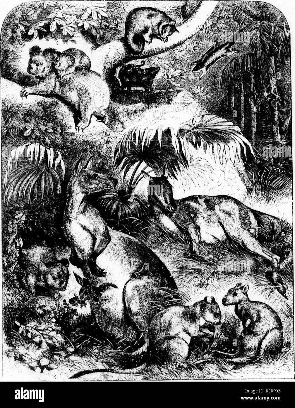 . The illustrated natural history [microform]. Mammals; Natural history; Mammifères; Sciences naturelles. ;iv('ii. is also a bold coluuriuu. ;HiU I' II M i lliil'lii i; A! A (' V O [ 1 1) K. Please note that these images are extracted from scanned page images that may have been digitally enhanced for readability - coloration and appearance of these illustrations may not perfectly resemble the original work.. Wood, J. G. (John George), 1827-1889. London : Routledge, Warne, and Routledge Stock Photo