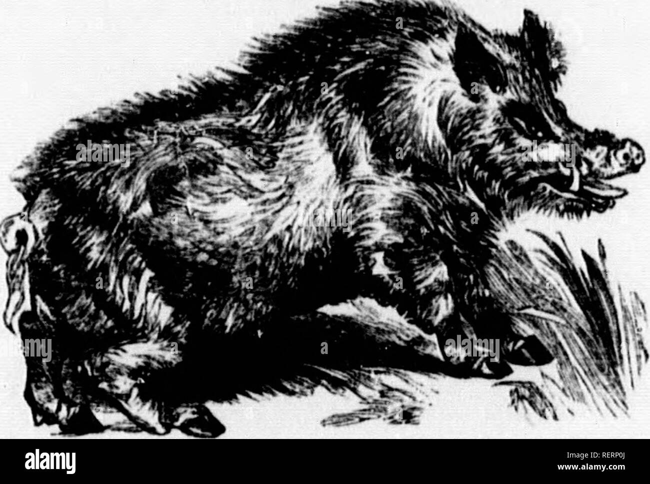 . The illustrated natural history [microform]. Natural history; Sciences naturelles. iVlll. as if a. Sorofu ^Lat. an old Sow), the Boar. The animals composing the Hog tribe are foimd in almost every part of the globe. Their feet are cloven and externally resemble those of the Ruminants, but an examnmtion of the bones at once points out the dift'crence. The WiLU Hog or BoAit inhabits many parts of liiUroi)e, especially the forests of Germany, where the chiv*e of the wild boiu- is a common amusement. It has become extmct in this country iov many years. Its tusks are temble. Please note that thes Stock Photo