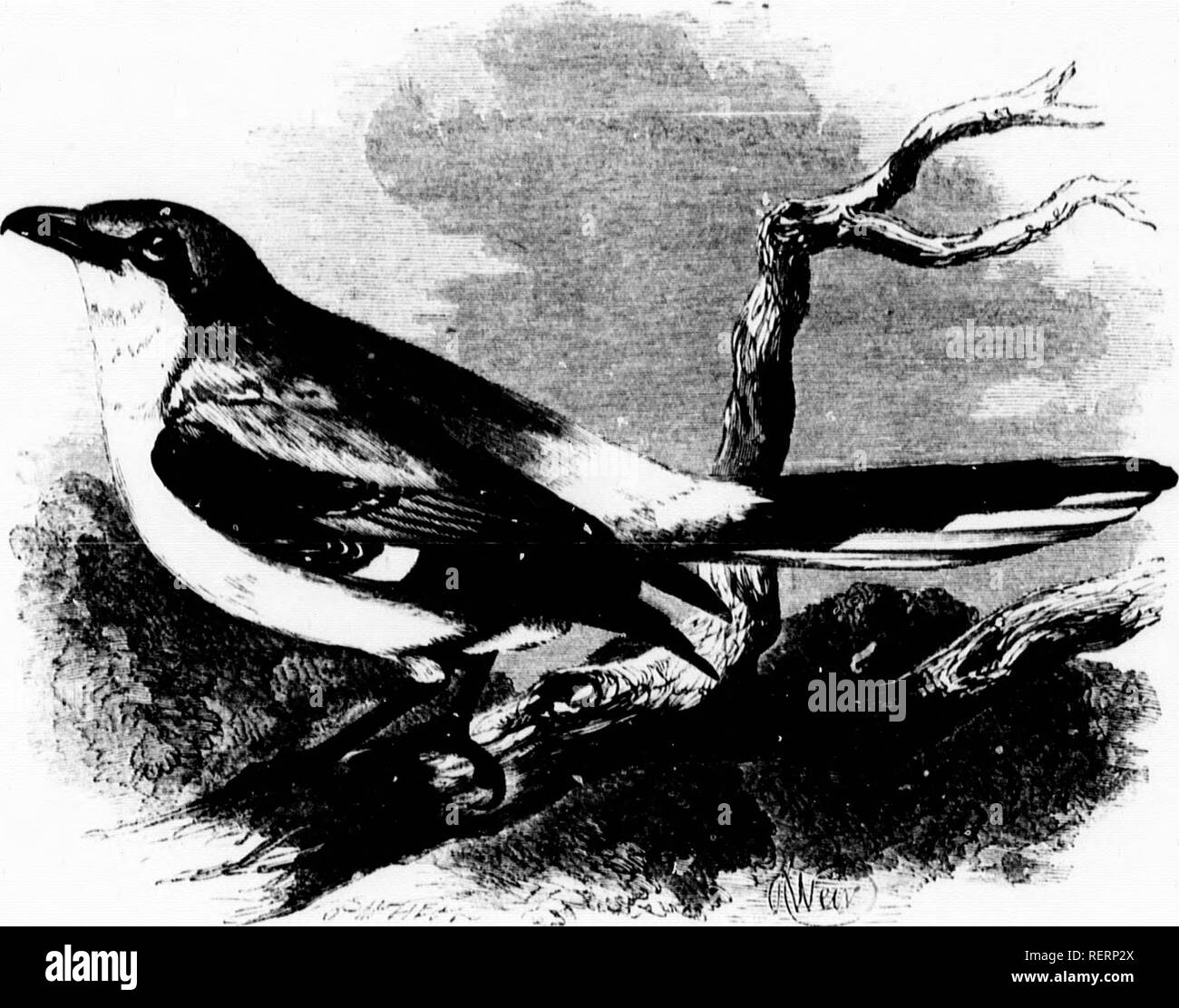 Bird sinht hi-res stock photography and images - Alamy