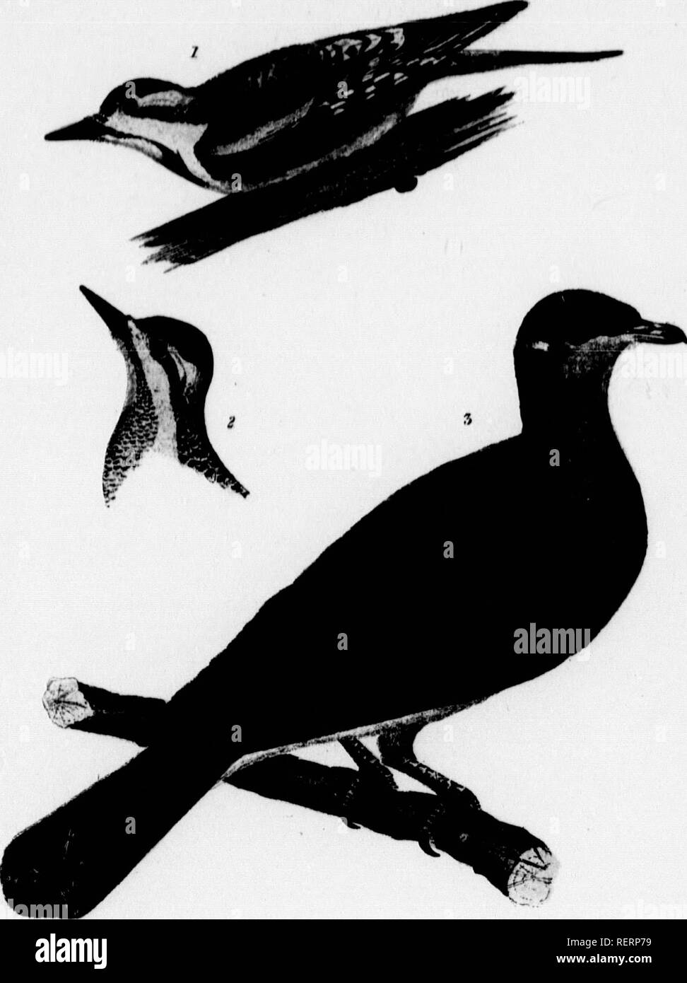 . American ornithology, or, The natural history of the birds of the United States [microform]. Birds; Oiseaux. '• adult and his- 1. 438, sp. 20.— 3, pi. 118, adult s. Av, iv. p. 62, d Woodpecker, 'iartram, Trav. 7, PI. ml. 785, lol. sp. 166.— 14, adult male;. mwn /h&gt;m Mature bi TtUuti 11 f'rtife. Knyrmfi if WHLum ImidZYounpleUmMUf/l WmHi^&lt;-JK(.rs. rxBand-taUtdyFu/fm. Vicuf Vnrntj.: CoUanha. Fasciata. 8. Please note that these images are extracted from scanned page images that may have been digitally enhanced for readability - coloration and appearance of these illustrations may not perfe Stock Photo