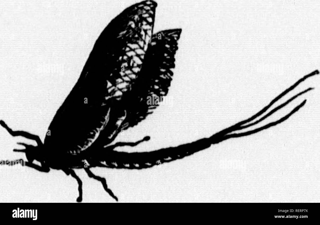 . Frank Forester's fish and fishing of the United States and British provinces of North America [microform] : illustrated from nature. Fishing; Fishes; Pêche sportive; Poissons. mrl I 300 AMERICAN FISHES. RAYS.-Br. 16; p. 16; V. 9} A. 16; D the pharyngeal bones. 12—0. &quot; ' This description applies to a female—the male differs in the up- per jaw being elongated into a proboscis, which projects beyond the lower jaw when the mouth is closed ; it is formed of a moveable carti- laginous mass articulated to the extremity of the nasal bones, and is furnished with teeth as well as the rest of the  Stock Photo