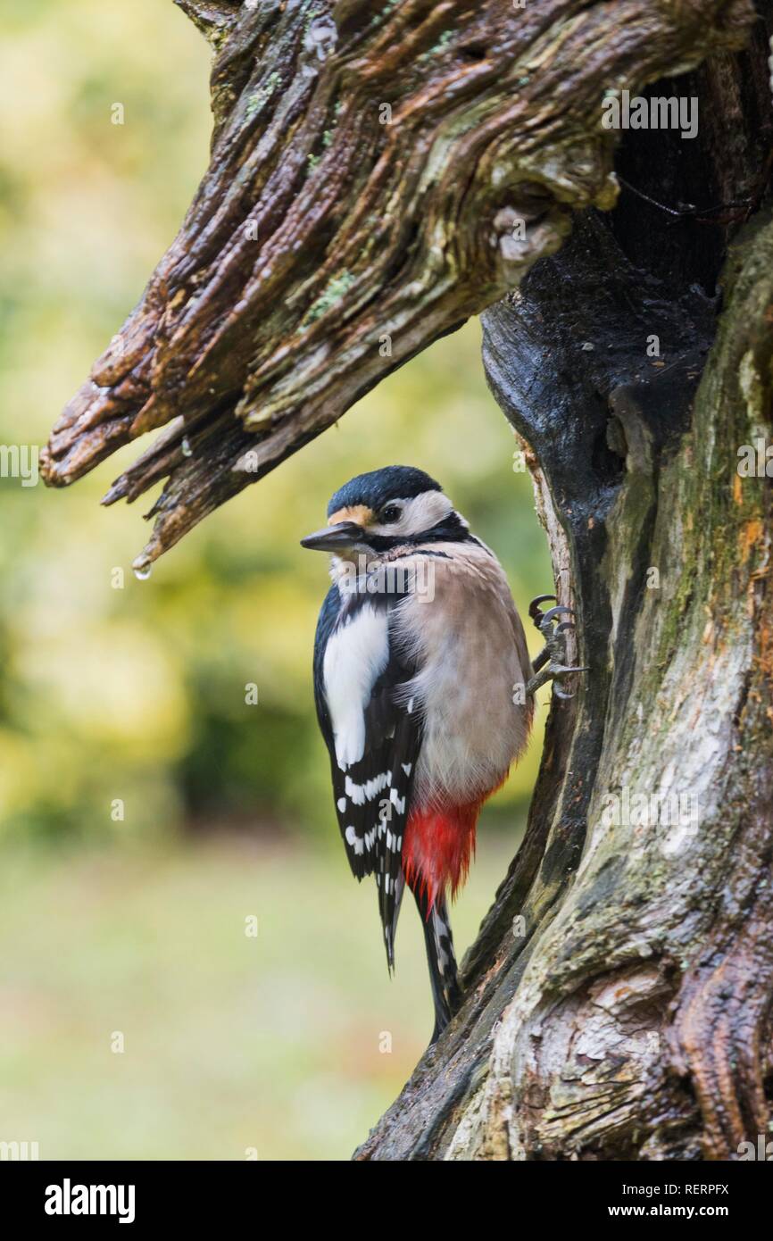Great Spotted Woodpecker (Dendrocopos major), Emsland, Lower Saxony, Germany Stock Photo