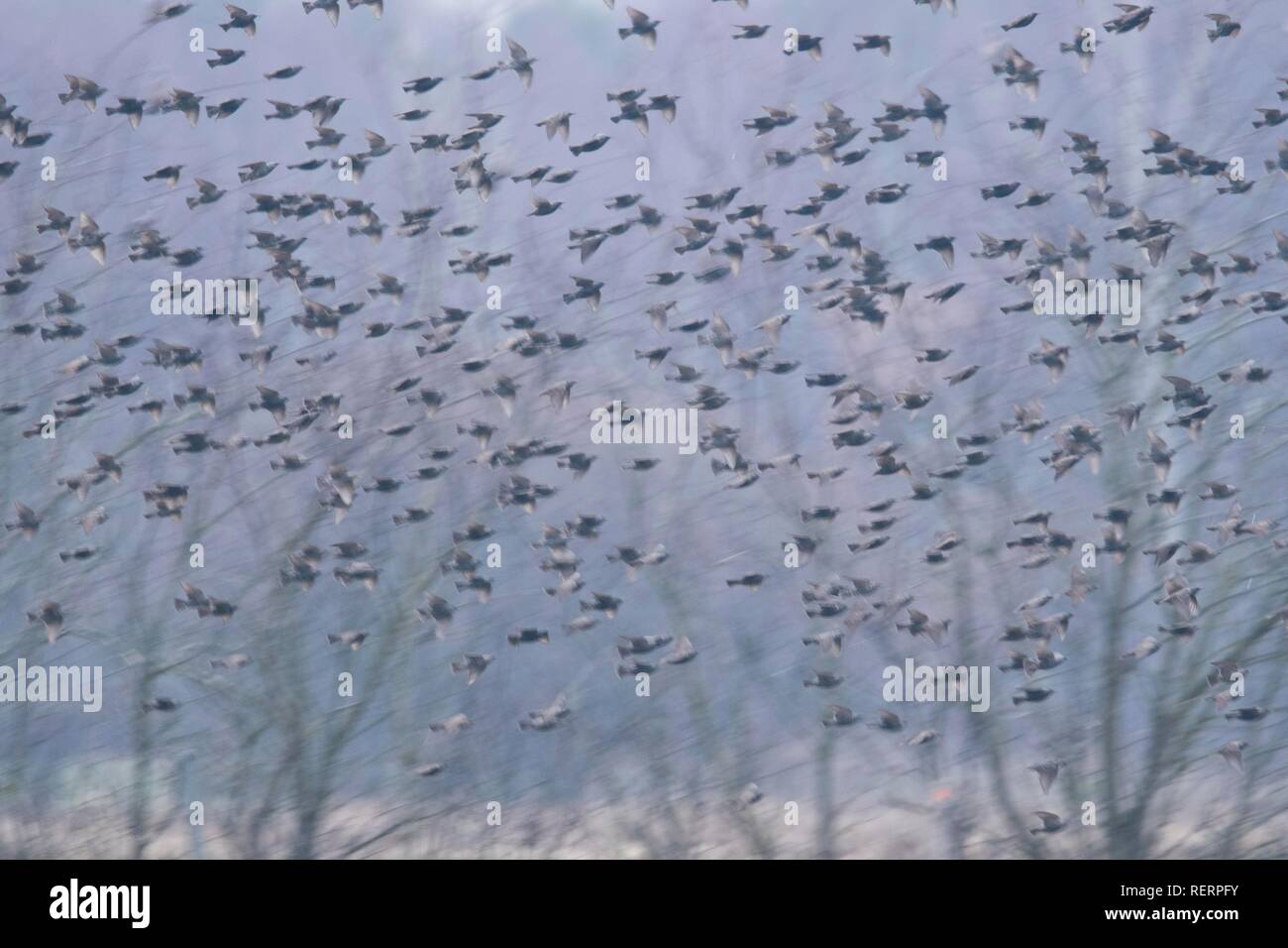 Swarm of birds, Starlings (Sturnus vulagris), Emsland, Lower Saxony, Germany Stock Photo