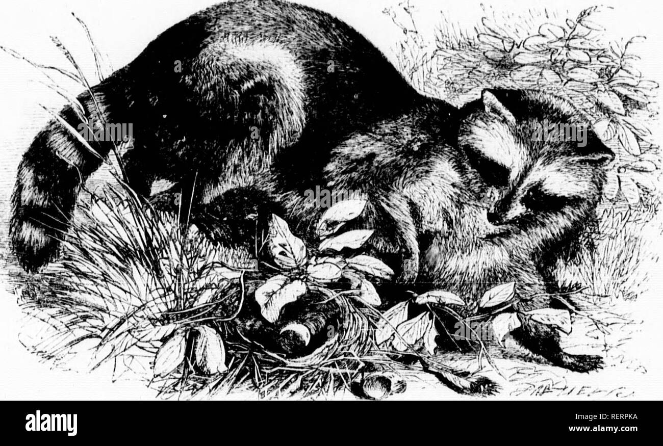 Lial Stock Photos Lial Stock Images Page 2 Alamy - 