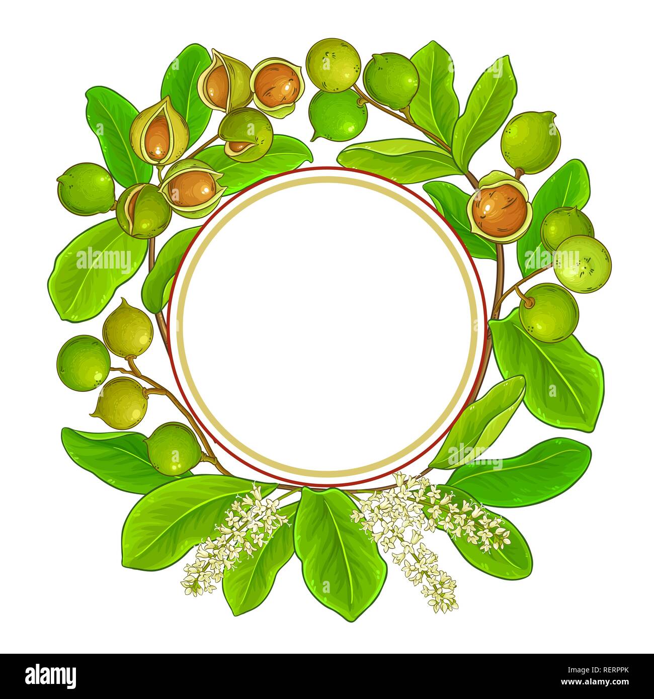 macadamia vector frame on white background Stock Vector
