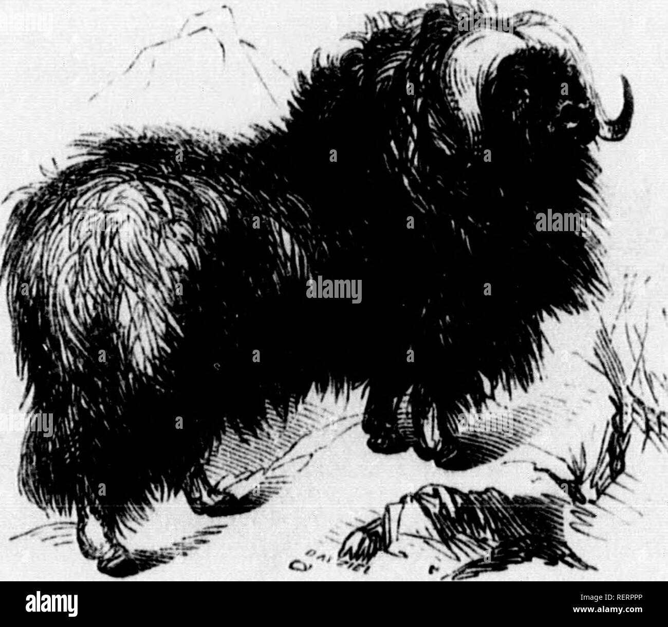 . The illustrated natural history [microform]. Natural history; Sciences naturelles. NATURAL HISTORY. OviBOS.â(Lat. Sheep-Ox.). Moschatus (Lat. lamky), the Mmk Ox. are very dangerous enemies. Both this animal and the Yak are small, scarcely equalling in size the small Highland cattle, but the thick hair which covers them makes them look larger than they really are. THE GNOO. The Gnoo, or Wildebeest, inhabits Southern Afric- At first sight it is difficult to say whether the horse, buffalo, or .â intclope predominates in its form. The horns cover the top of the forehead, and then sweeping downwa Stock Photo