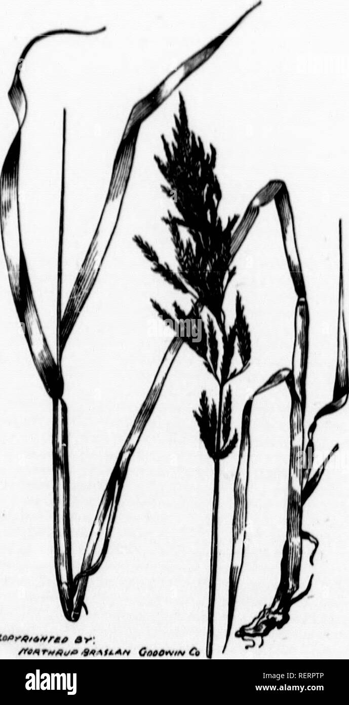 Grasses and clovers, field roots, forage and fodder plants 