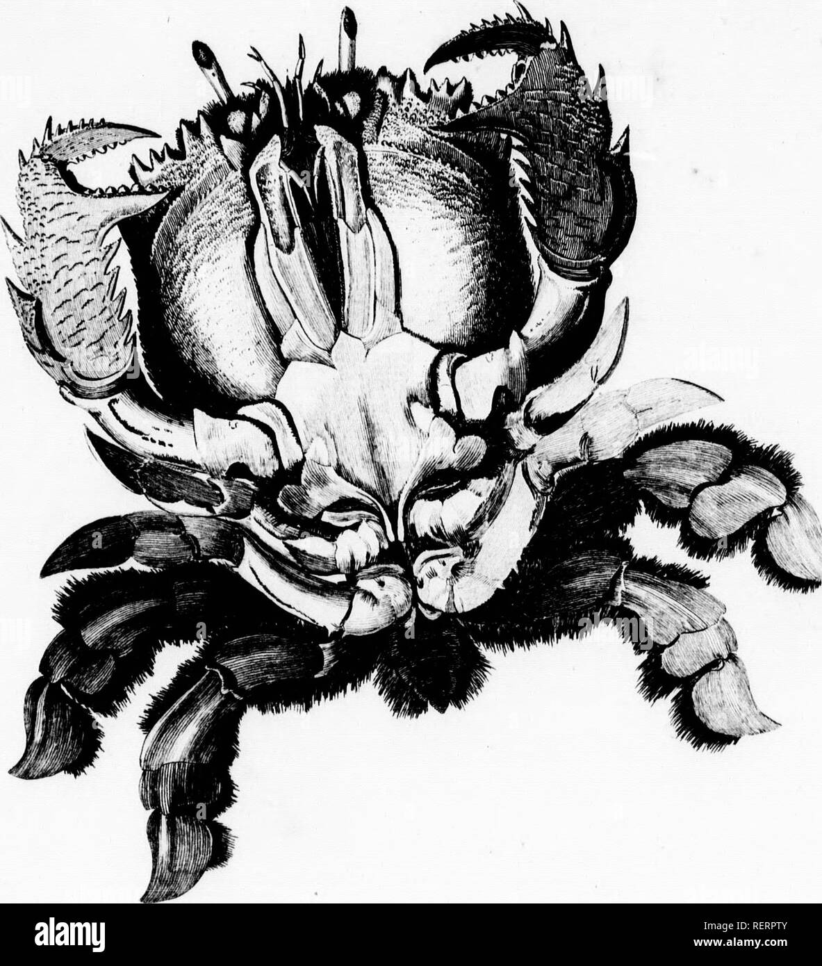 . A voyage round the world [microform] : but more particularly to the north-west coast of America, performed in 1785, 1786, 1787 and 1788, in the King George and Queen Charlotte, Captains Portlock and Dixon : dedicated, by permission to Sir Joseph Banks, Bart.. Voyages round the world; Botany; Botanique. .Â£, 'H ^^^^H' ^^^^^^H, ^^^^^^E ^ â I If II If. 't'K,ip!!t &lt;tfttn, ( aiHi'i K:niiuis . I'mliT Siili- . ':l. Please note that these images are extracted from scanned page images that may have been digitally enhanced for readability - coloration and appearance of these illustrations may not  Stock Photo