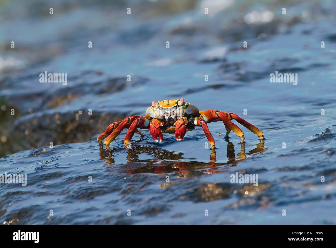 Sally Lightfoot Crab (Grapsus grapsus), Bartolome Island, Galapagos Islands, UNESCO World Heritage Site, Ecuador Stock Photo