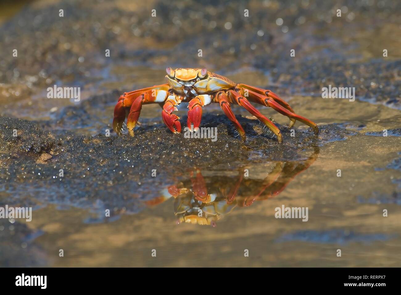 Sally Lightfoot Crab (Grapsus grapsus), Bartolome Island, Galapagos Islands, UNESCO World Heritage Site, Ecuador Stock Photo