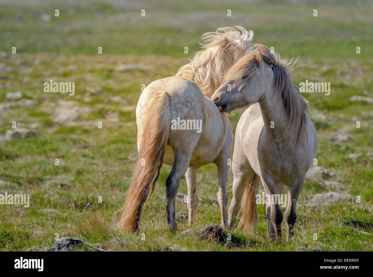 Two white Icelandic horses grooming fur on pasture, wind blowing in mane, Sauðárkrókur, Akrahreppur, Norðurland vestra Stock Photo