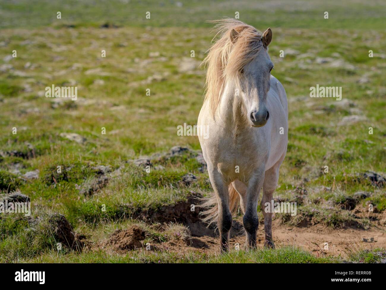White Icelandic horse on pasture, wind blows in mane, Sauðárkrókur, Akrahreppur, Norðurland vestra, Iceland Stock Photo