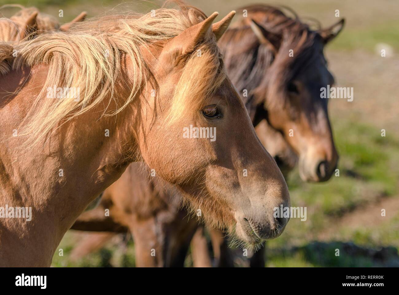 Two brown Icelandic horses with wind in their mane, Sauðárkrókur, Akrahreppur, Norðurland vestra, Iceland Stock Photo