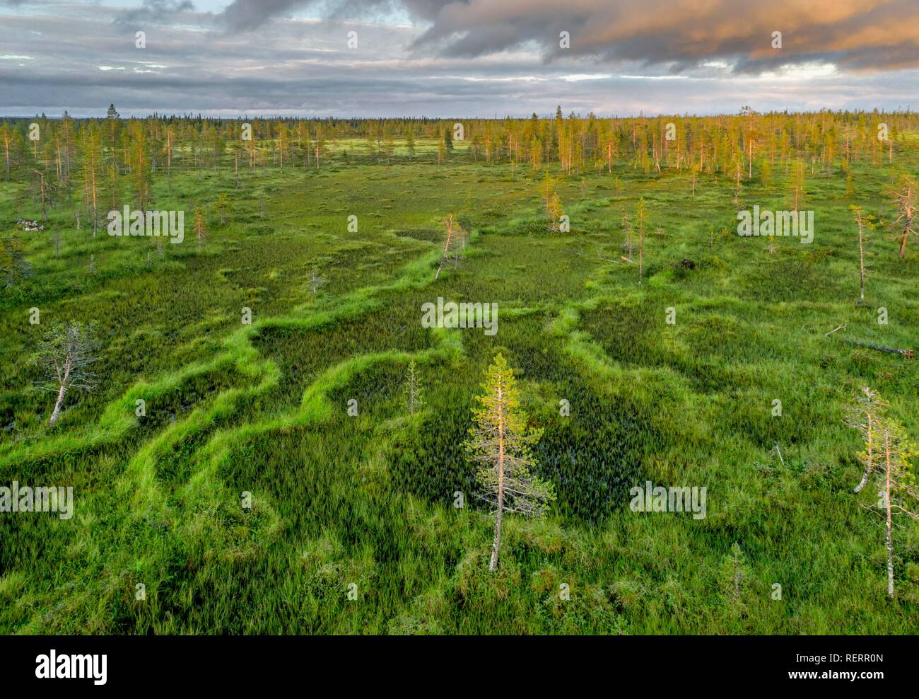 Drone view, aerial photo, boreal, arctic forest with Pines (Pinus) in the wetland, bog in the evening red at sunset, Sodankylä Stock Photo