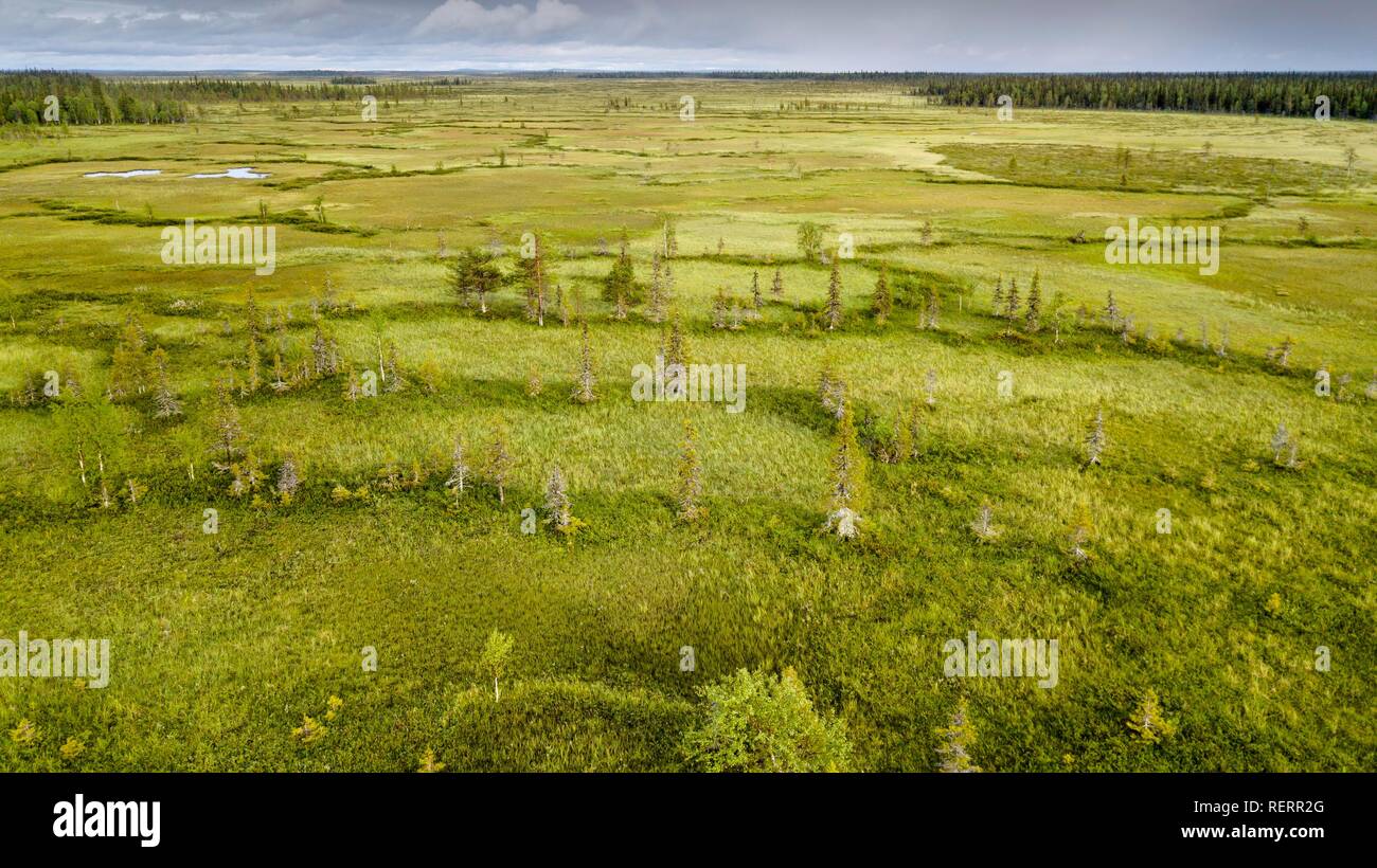 Drone view, aerial photo, arctic boreal forest with Pines (Pinus) and Birches (Betula) in wetland, moor, Sodankylä, Lapland Stock Photo