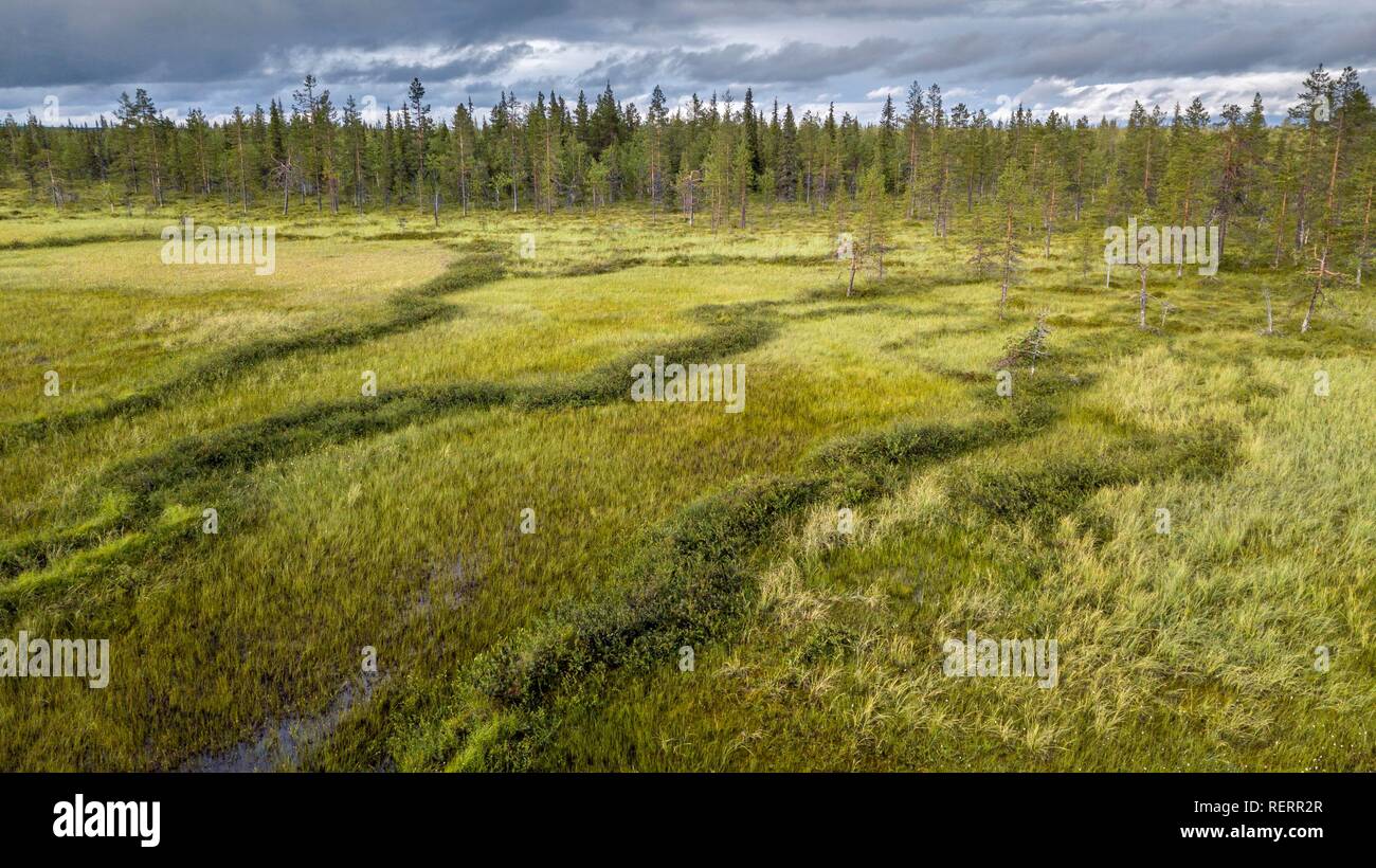 Drone view, aerial photo, arctic boreal forest with Pines (Pinus) in wetland, moor, Sodankylä, Lapland, Finland Stock Photo