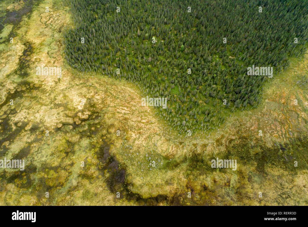 Drone view, aerial photo, boreal arctic forest with Pines (Pinus) and Birches (Betula) bordering wetland, moor, Savukoski Stock Photo