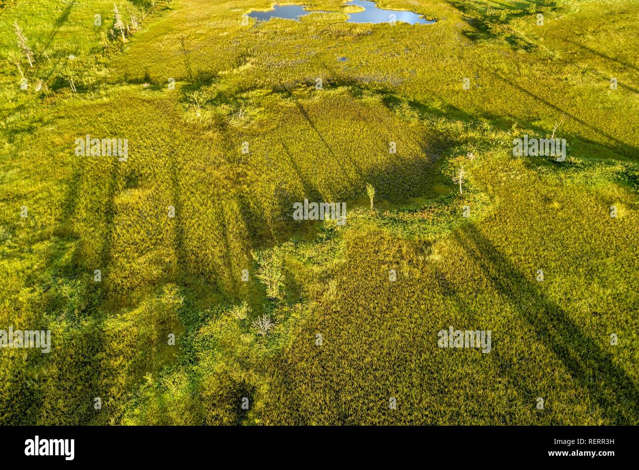 Drone view, aerial photo, wetland, moor with small Pines (Pinus), trees casting long shadows, Sodankylä, Lapland, Finland Stock Photo