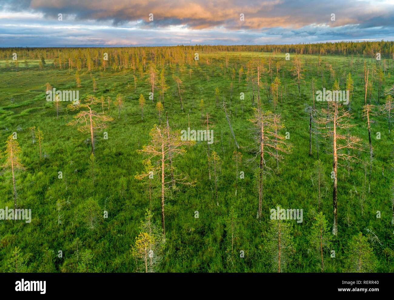 Drone view, aerial photo, boreal, arctic forest with Pines (Pinus) in the wetland, bog in the evening red at sunset, Sodankylä Stock Photo