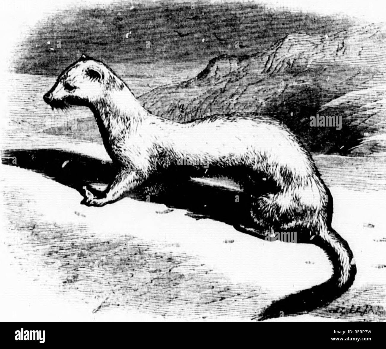 . The illustrated natural history [microform]. Mammals; Natural history ...