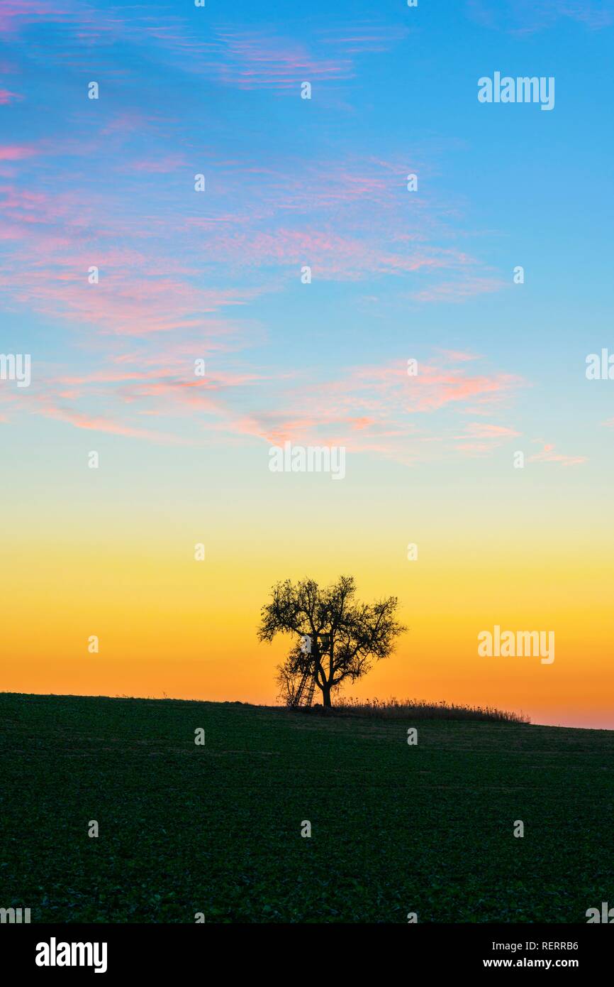 Silhouette, Tree on hill, Baden-Württemberg, Germany Stock Photo